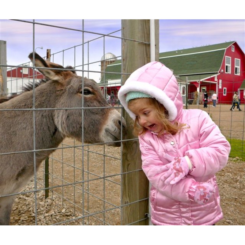 animals12.jpg