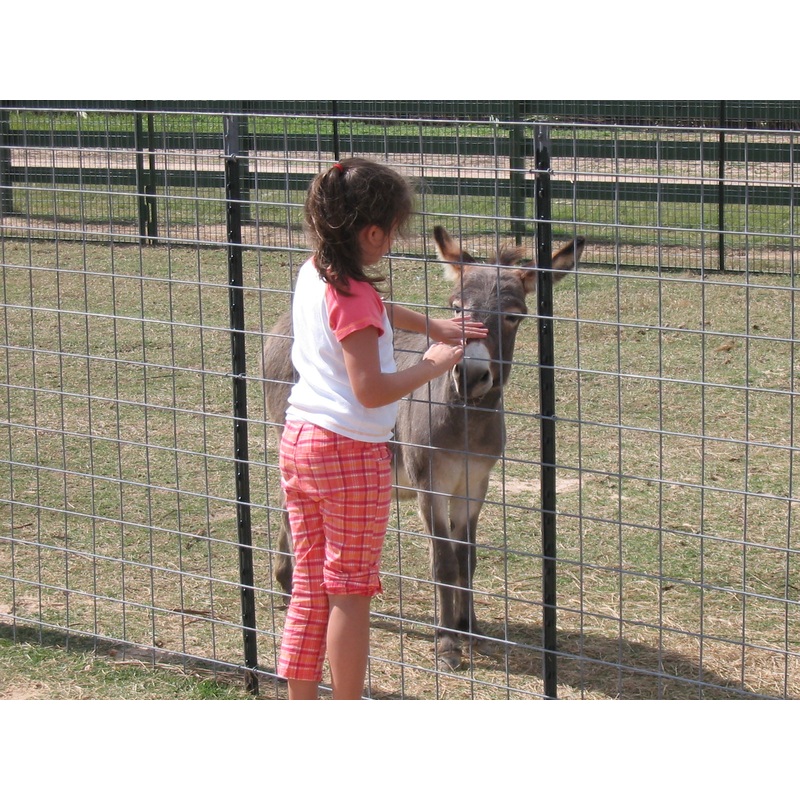 animals13.JPG