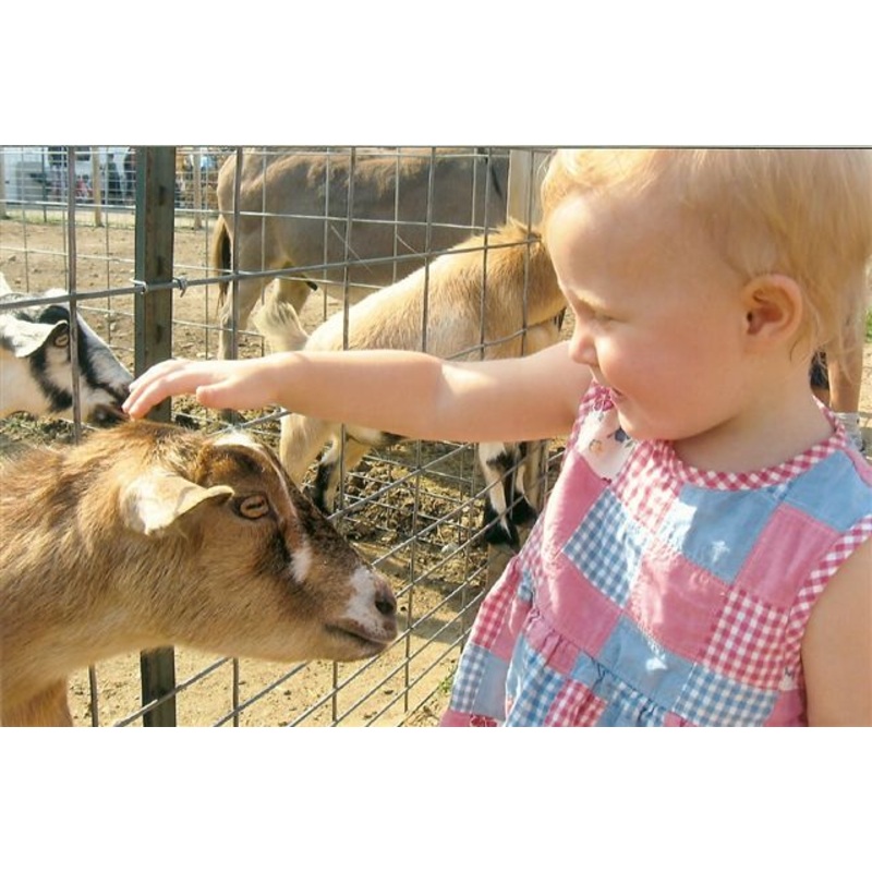 animals3.jpg