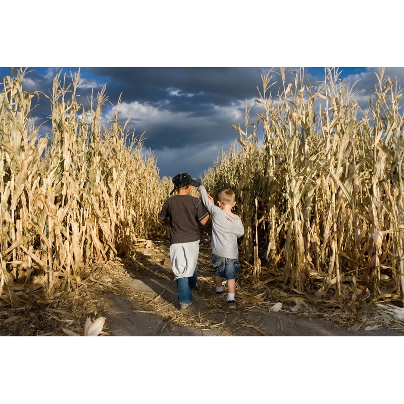 boys in corn maze.jpg