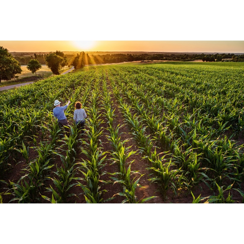 corn field sunset cupple man woman.jpeg