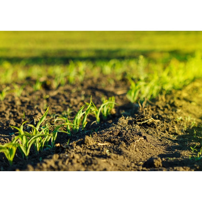 corn grow growning dirt photo small.jpg