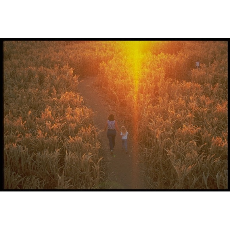 corn sunset.jpg