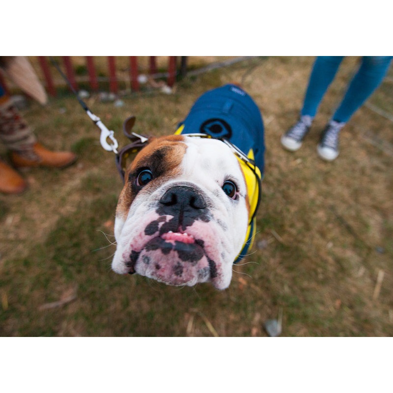 Costume Contest_Dog_Minion.jpg