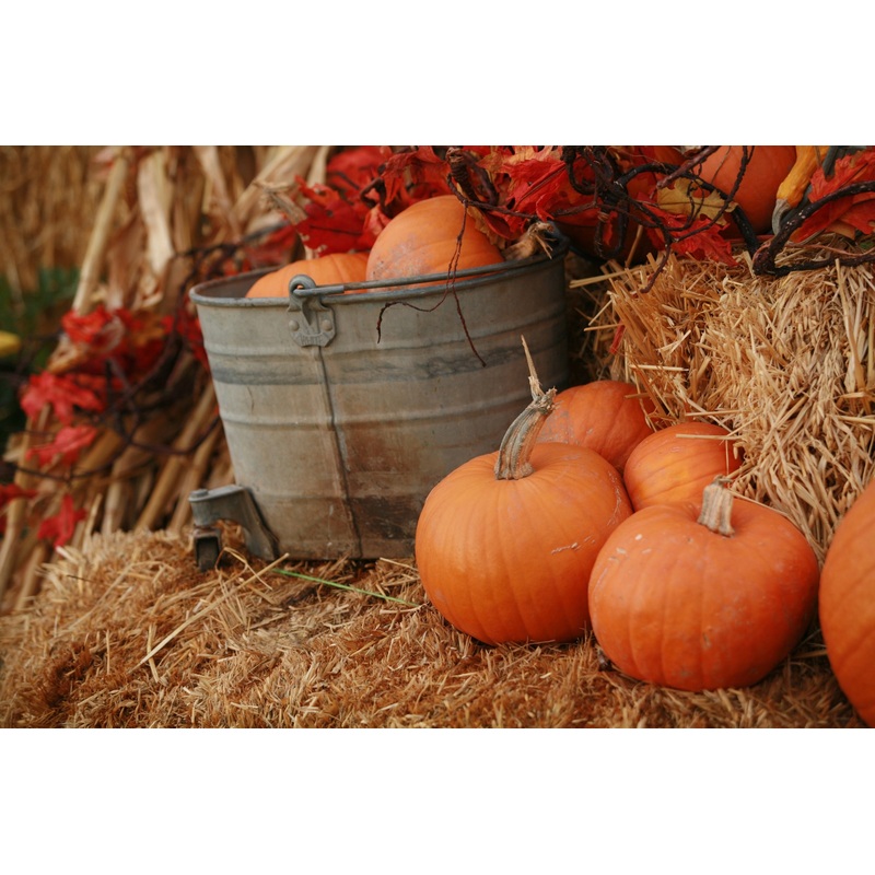 Decor_Autumn Fall_Pumpkins Haybale Bucket.jpg