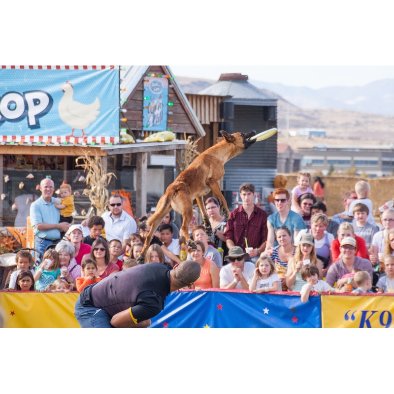 Dog Show_Stunt_Dog jump back frisbee.jpg