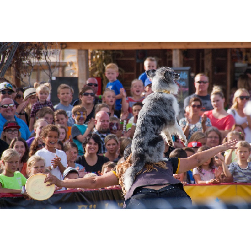 Dog Show_Stunt_Dog on back.jpg