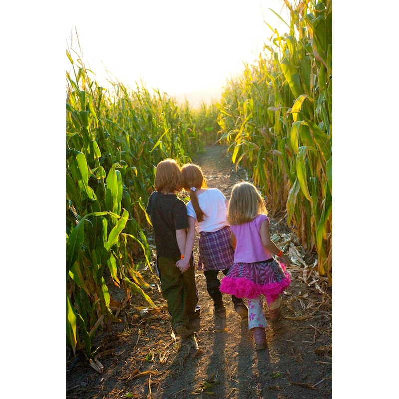 kids in corn maze.jpg