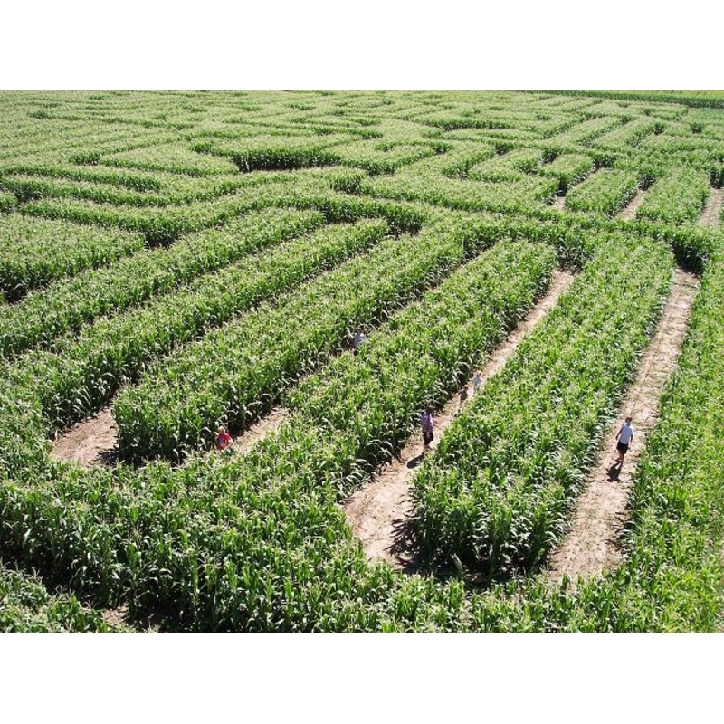 Maze_aerial view_sm.jpg