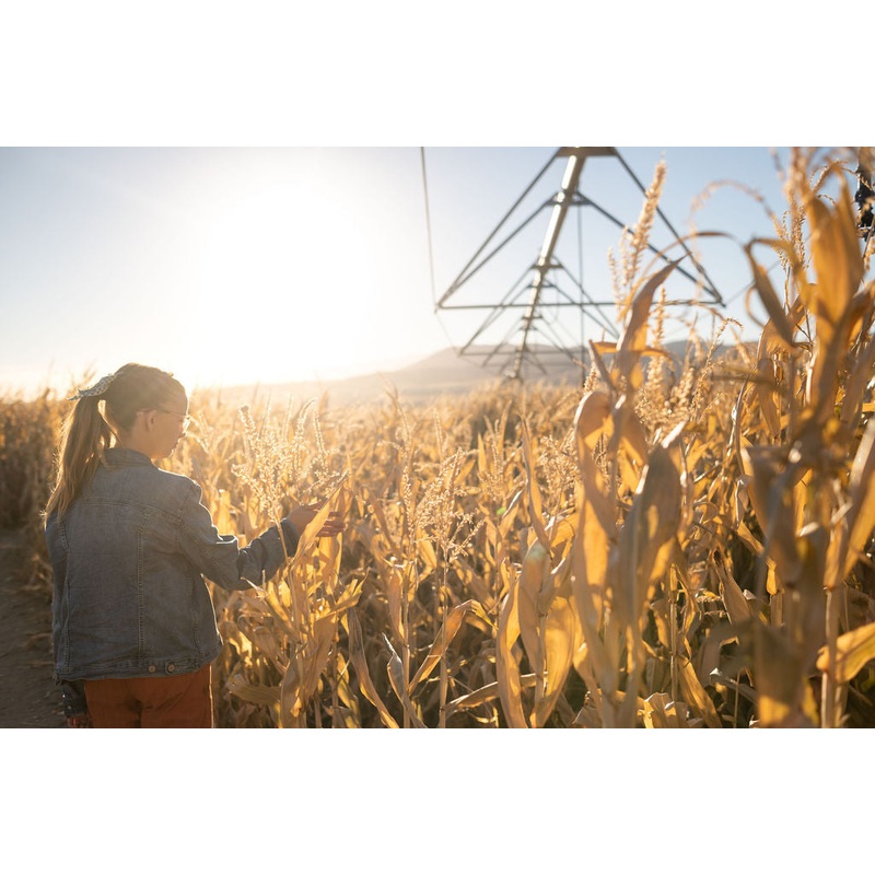 Maze_Girl_Walking Sunlight 4_RJ.jpg