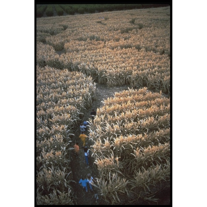 maze overview.jpg
