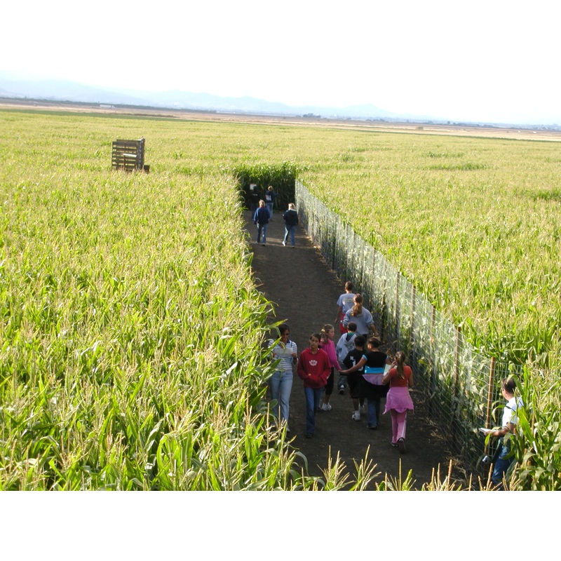 people in maze.jpg