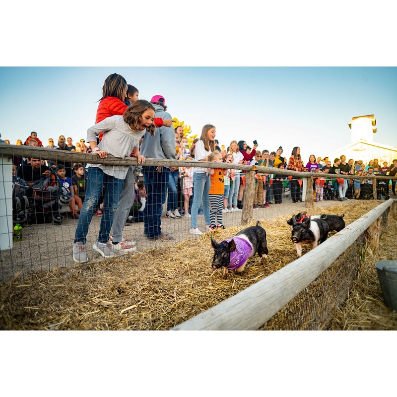 Pig Race_Pigs Racing 2_RJ.jpg