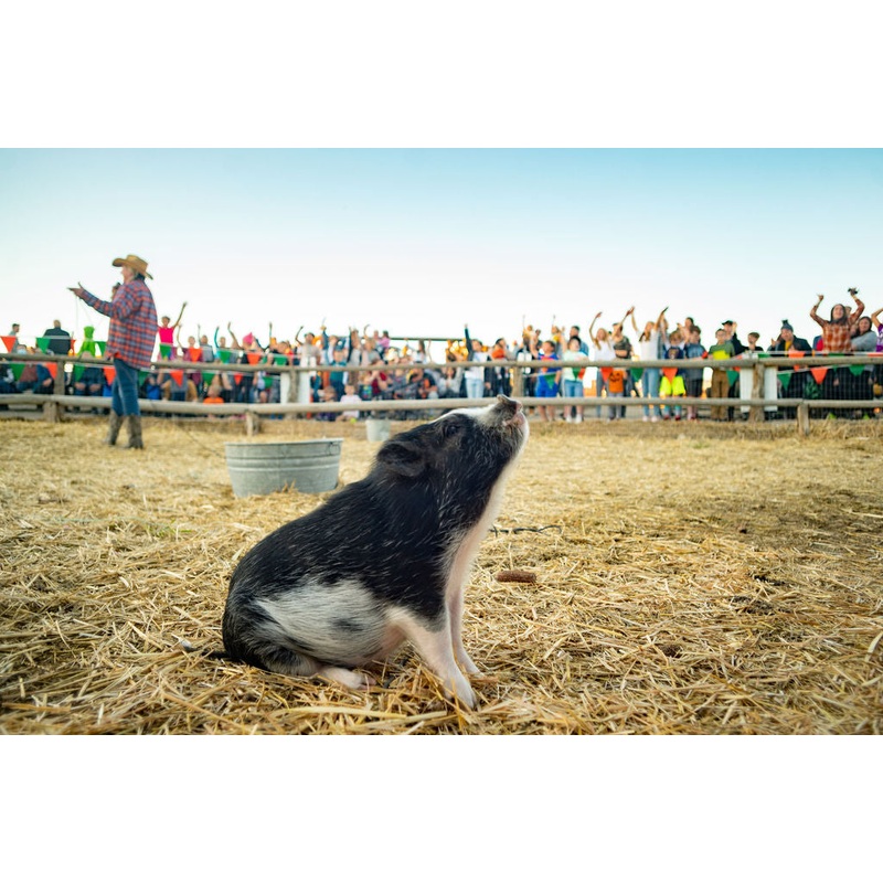 Pig Race_Princess Pig_Sitting 2_RJ.jpg
