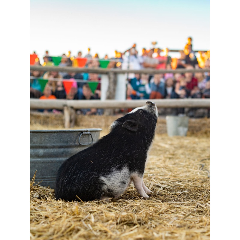 Pig Race_Princess Pig_Sitting 3_RJ.jpg