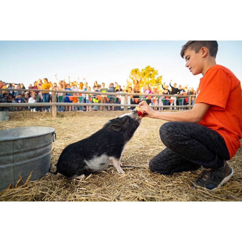Pig Race_Princess Pig Wyatt_Sitting 1_RJ.jpg