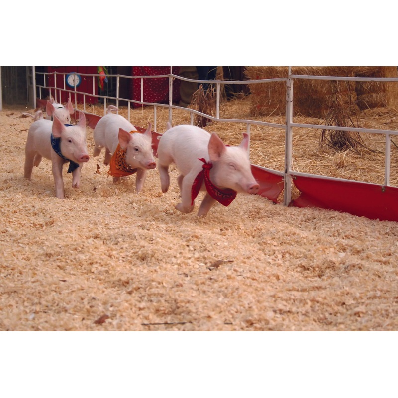Pig Races_Pigs_running.jpg