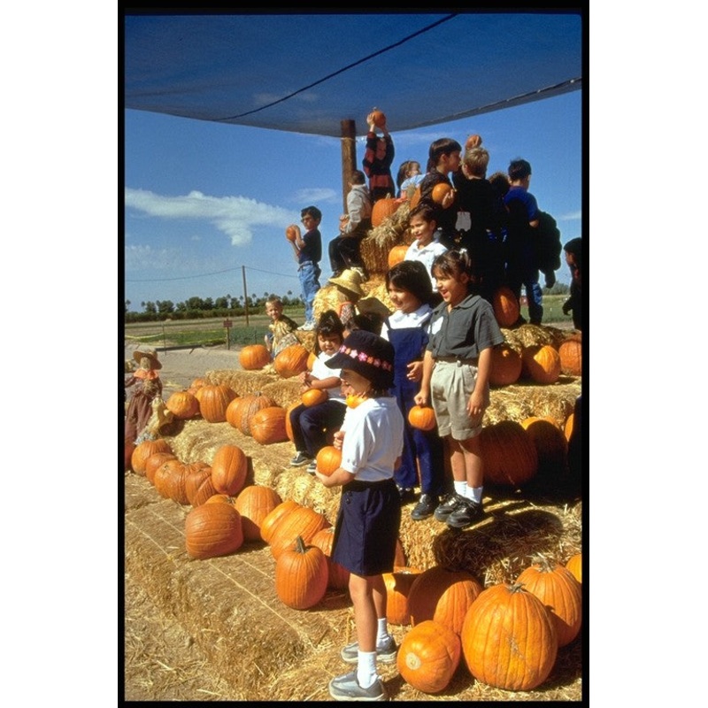 pumpkin patch 3.jpg