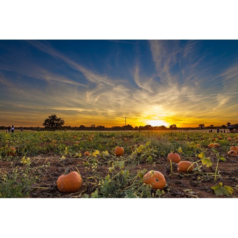 Pumpkin Patch_sunset.jpg