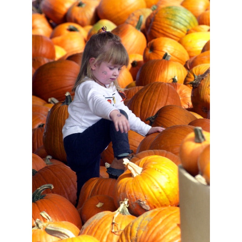 pumpkin11.jpg