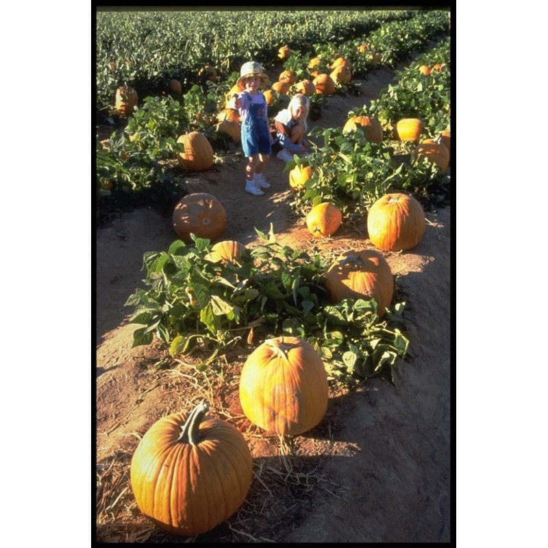 pumpkin21.jpg
