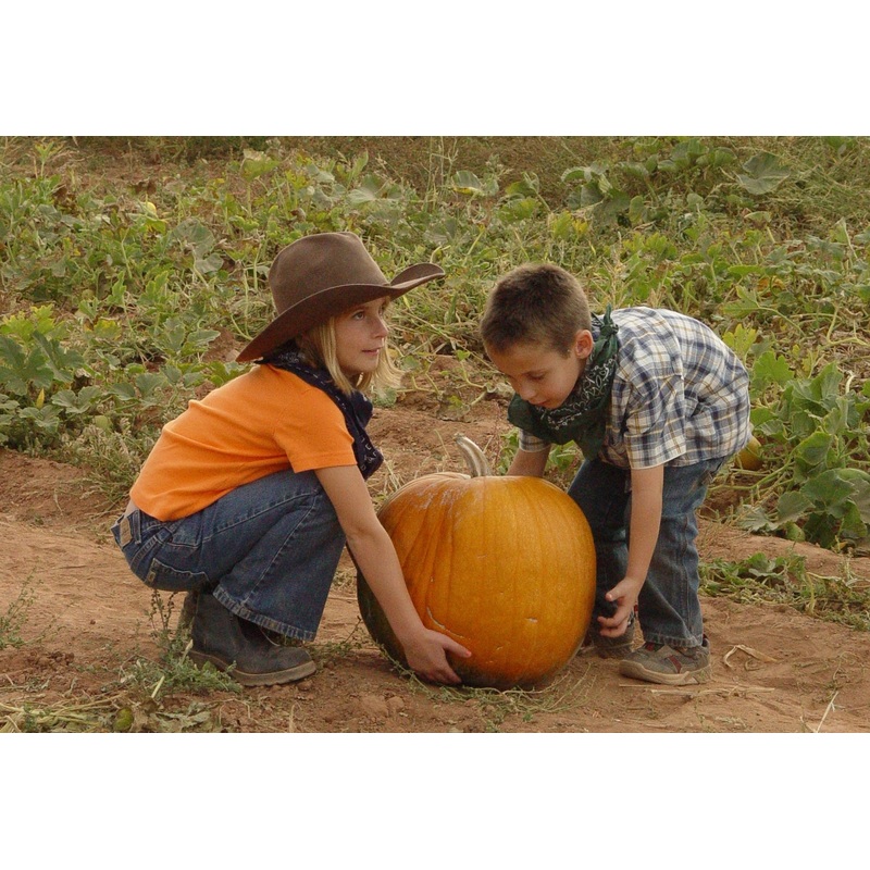 pumpkin24.jpg