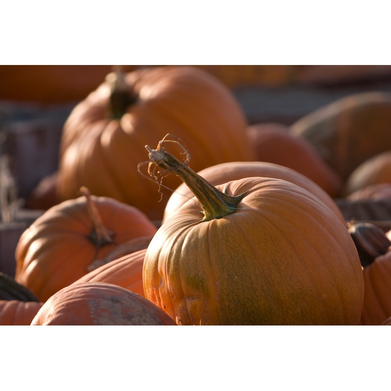pumpkin7.jpg