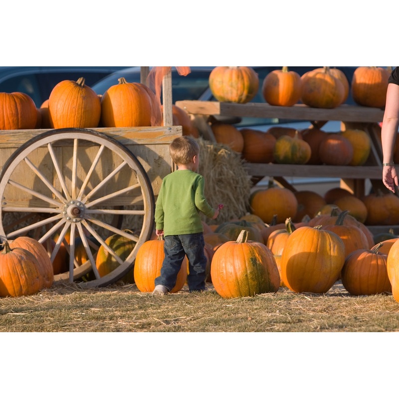 pumpkin8.jpg