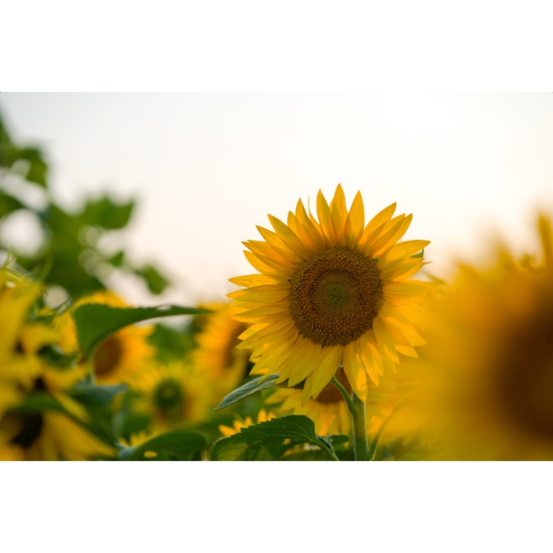 Sunflower 1.jpg