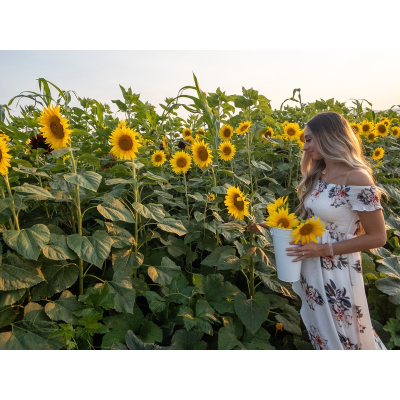 Sunflower Field_Woman_U Pick.jpg