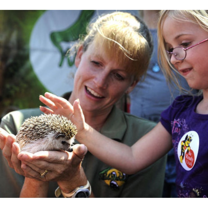 Wild Wonders_Petting Hedgehog.jpg
