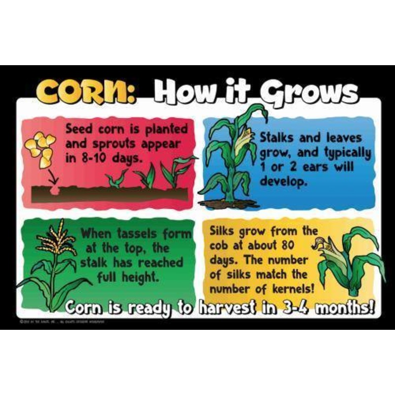 Corn Education Sign – Growth Cycle