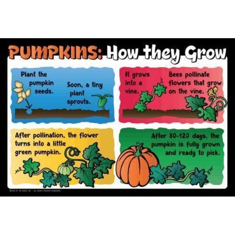 Pumpkin Education Sign – Growth Cycle