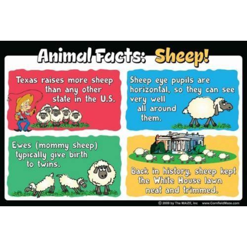Sheep Education Sign