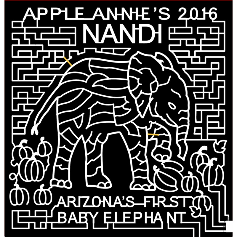 16_AZ_Willcox,2016, Arizona, Wilcox, apple annies, elephant, pumpkin, pumpkins, animal,leaf, leaves, baby, african animal, zoo animal, zoo, vine, vines