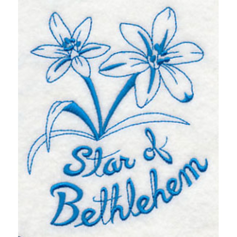 Winter Garden Star of Bethlehem