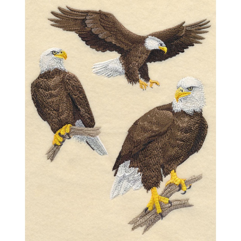 Bald Eagle Collage|8.73″ x 6.89″ / 221.78mm x 174.92mm|7.43″ x 5.86″ / 188.62mm x 148.76mm|6.17″ x 4.86″ / 156.82mm x 123.32mm|All Sizes