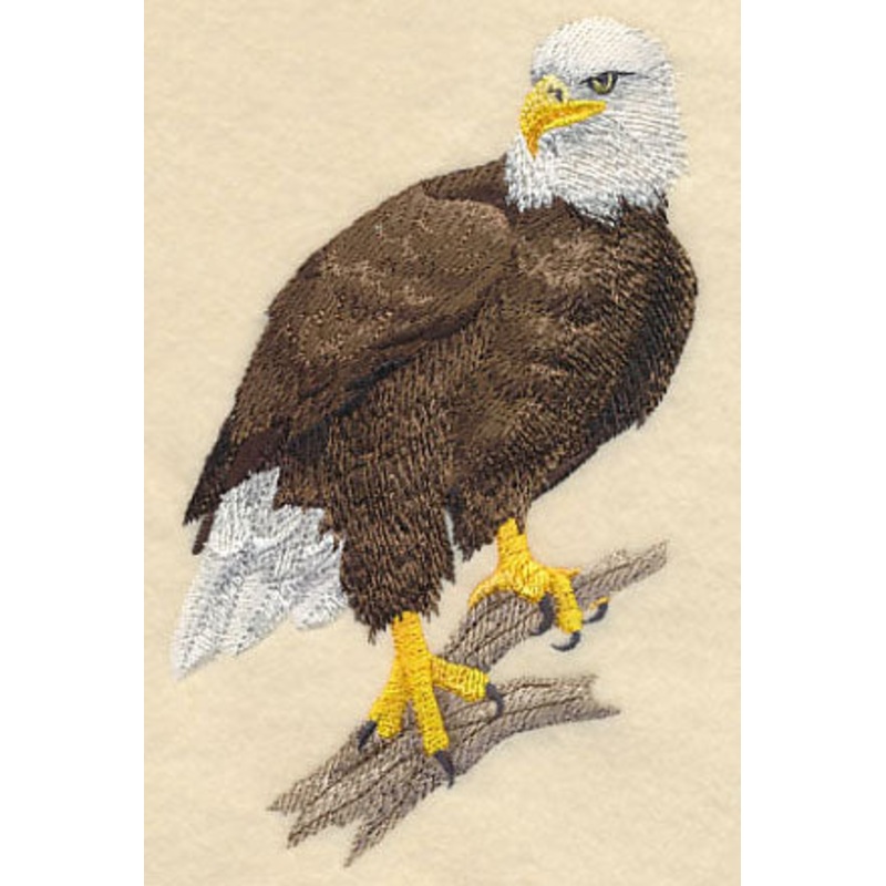 Bald Eagle Perching 2|5.83″ x 3.88″ / 148.15mm x 98.43mm|3.85″ x 2.56″ / 97.73mm x 64.94mm|All Sizes