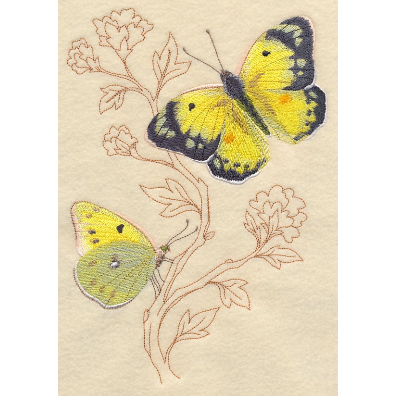 Alfalfa Butterfly on Delicate Branches