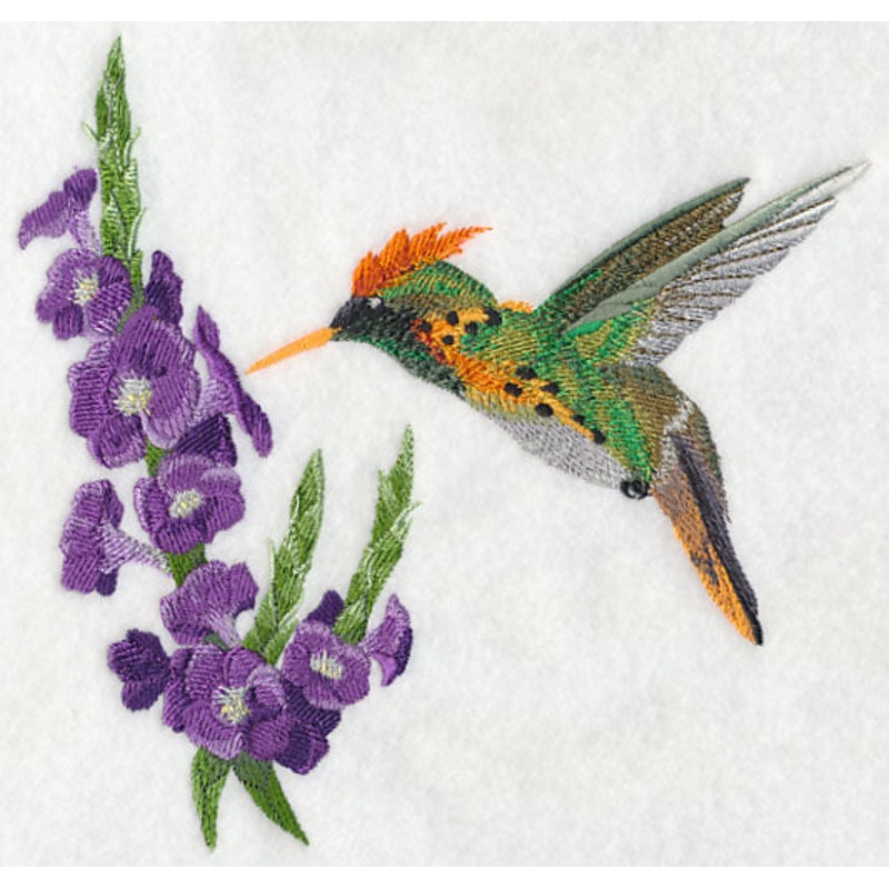 Tufted Coquette Hummingbird with Porterweed Flower