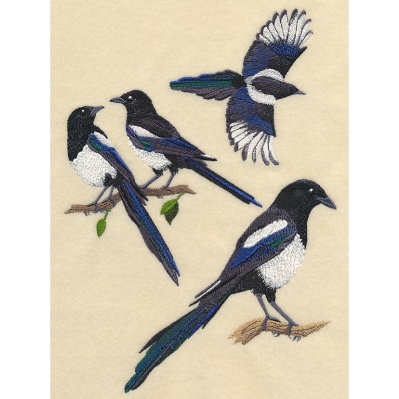 Black-Billed Magpie Collage|9.74″ x 6.88″ / 247.43mm x 174.76mm|7.76″ x 5.48″ / 197.17mm x 139.25mm|6.87″ x 4.85″ / 174.61mm x 123.27mm|All Sizes