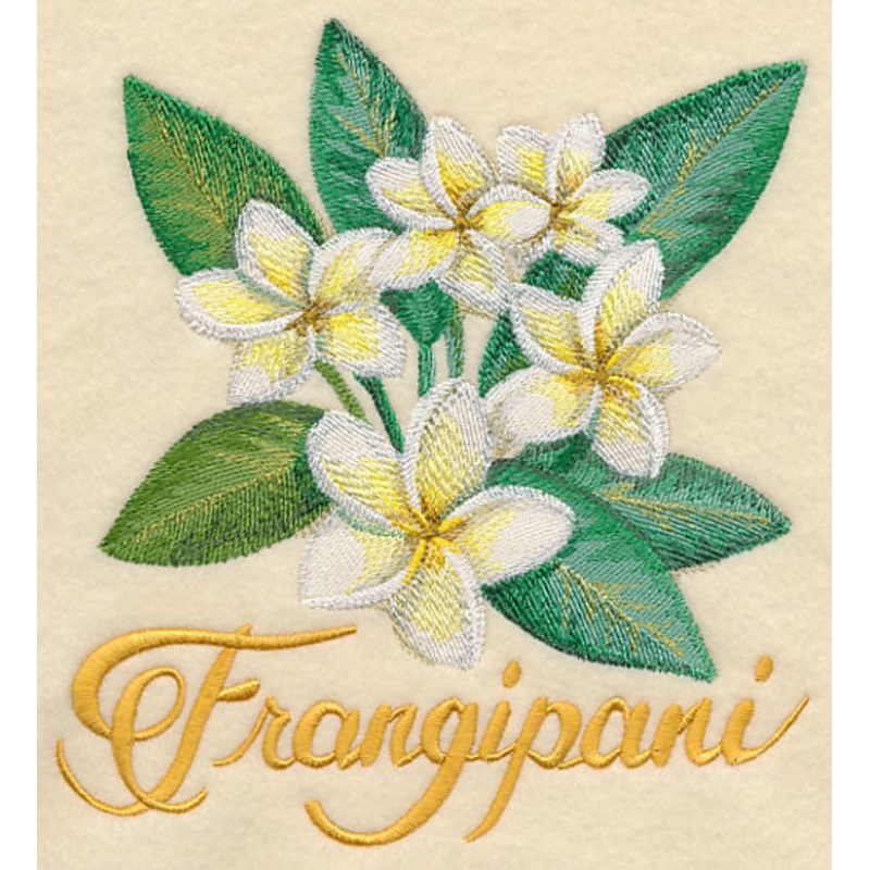 Frangipani in Watercolor|7.42″ x 6.9″ / 188.41mm x 175.24mm|6.32″ x 5.87″ / 160.46mm x 149.19mm|5.23″ x 4.87″ / 132.94mm x 123.63mm|All Sizes