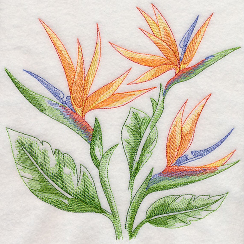 Bird of Paradise Sketch|7.8″ x 7.77″ / 198.01mm x 197.43mm|6.9″ x 6.88″ / 175.28mm x 174.74mm|5.84″ x 5.82″ / 148.3mm x 147.83mm|4.86″ x 4.84″ / 123.33mm x 122.92mm|3.86″ x 3.84″ / 97.93mm x 97.57mm|All Sizes