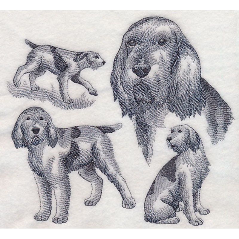 Spinone Italiano Sketch (Docked Tail)