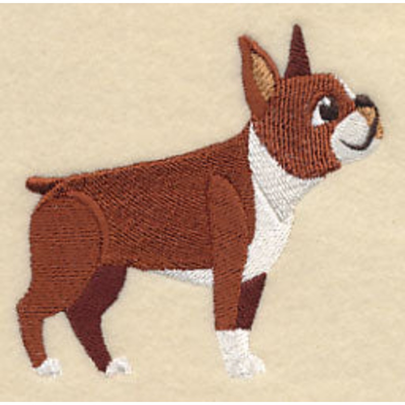 Boston Terrier – Looking Right