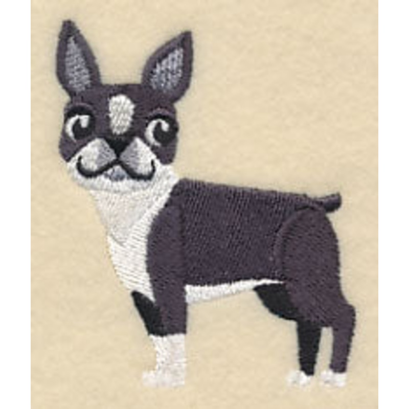 Boston Terrier – Looking Straight