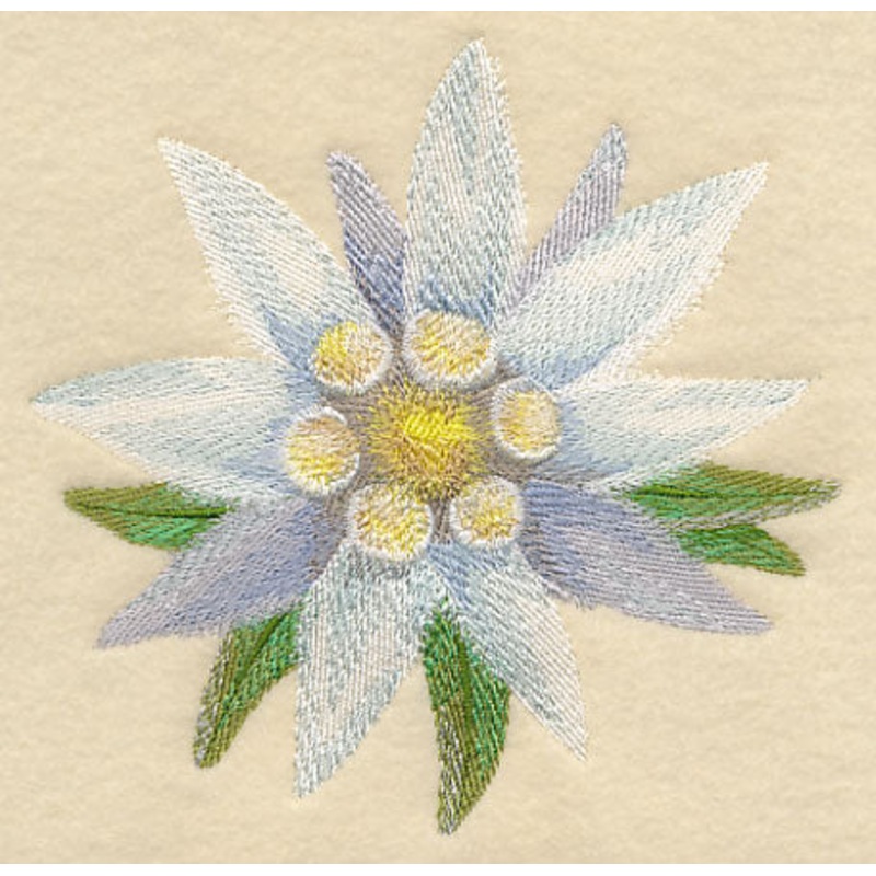 Edelweiss Bloom in Watercolor|5.87″ x 5.98″ / 149.1mm x 151.89mm|4.82″ x 4.93″ / 122.43mm x 125.22mm|3.8″ x 3.86″ / 96.52mm x 98.04mm|All Sizes