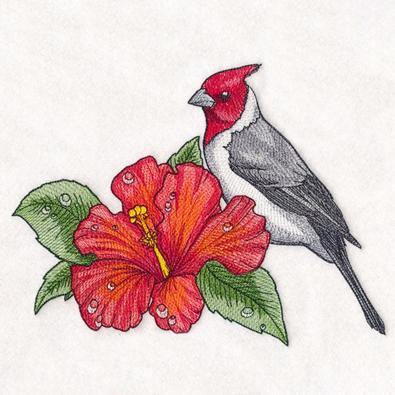 BloomingHibiscus and Red-crested Cardinal