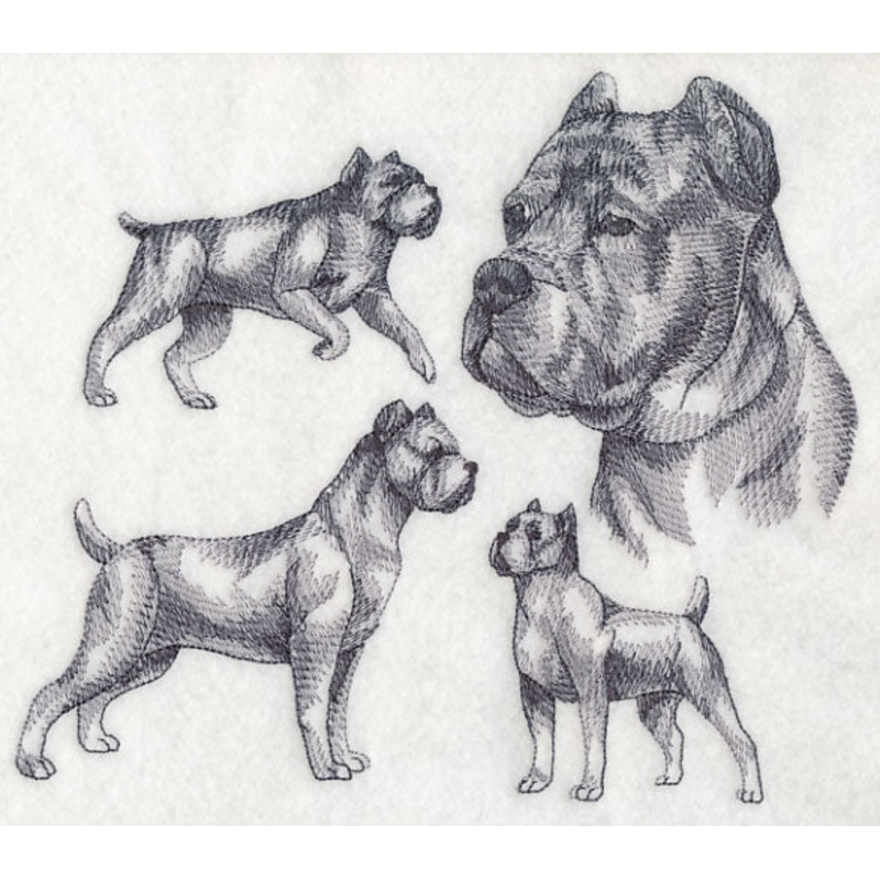 Cane Corso Sketch (Docked Tail and Cropped Ears)
