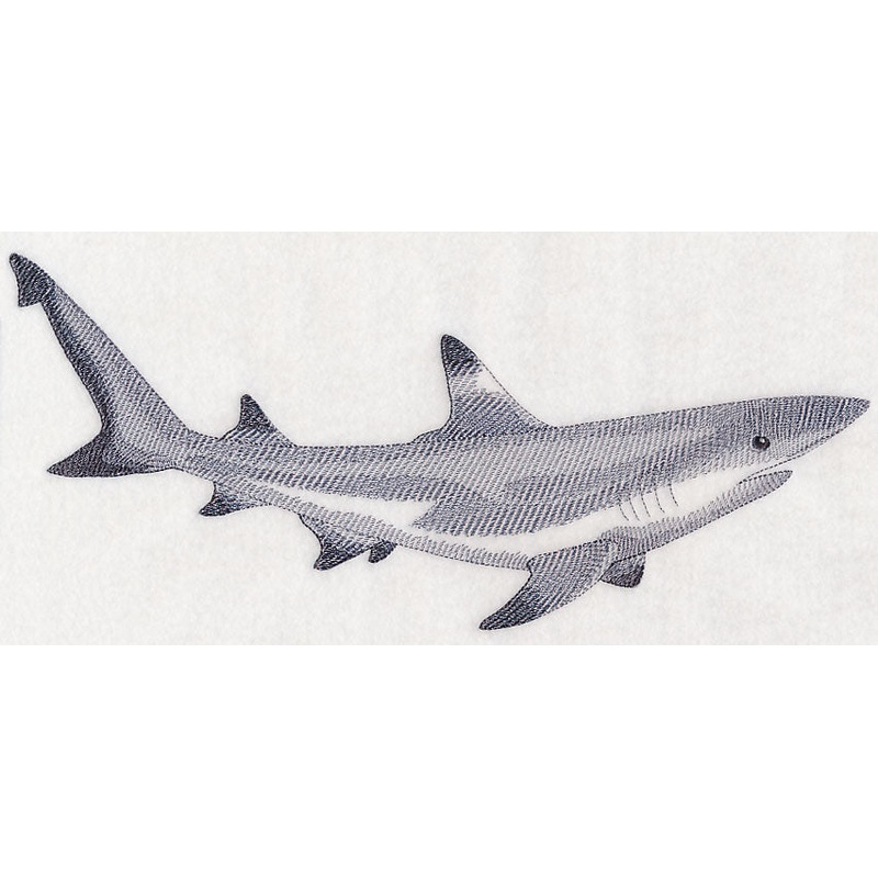 Black-Tipped Reef Shark Sketch